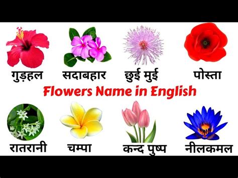 Flower Plants Names In Hindi Best Flower Site