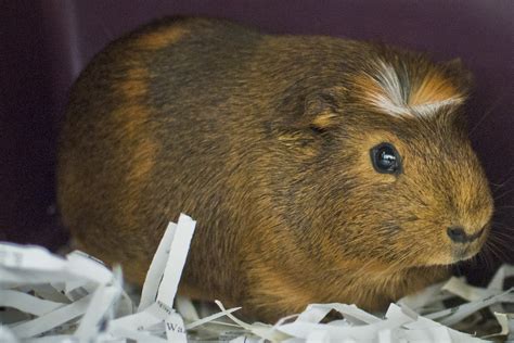 Wombat Male Short Hair Crested Guinea Pig In Qld Petrescue