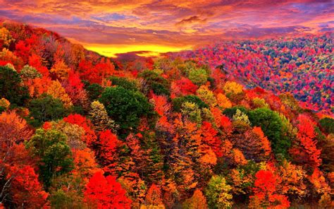 Colorful Autumn Forest Wallpaper And Background Image 1680x1050 Id
