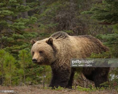 Grizzly Bear Food Chain Photos And Premium High Res Pictures Getty Images