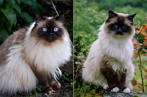 Himalayan Vs Ragdoll Cat Breed Comparison