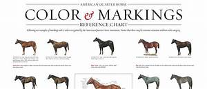 Quarter Horse Markings And Color Genetics Aqha Quarter Horse Horse