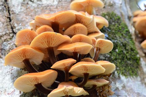Enokitake Mushroom Natures Restaurant A Complete Wild Food Guide