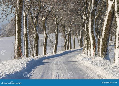 Treelined Winter Road Stock Image Image Of Scene Plowed 27860765