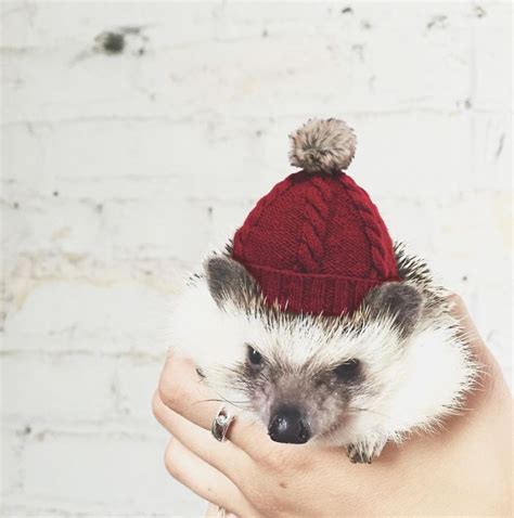 Too Cute Hedgehogs That Know How To Rock A Hat