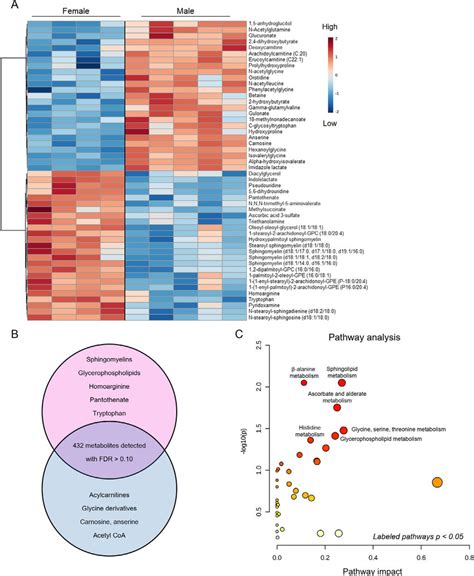 Major Metabolomic Differences Between Male And Female Hearts