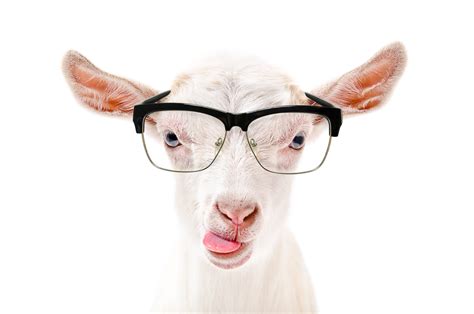 Portrait Of A Goat In Glasses Showing Tongue Marlon Pizza Pizzas à Emporter