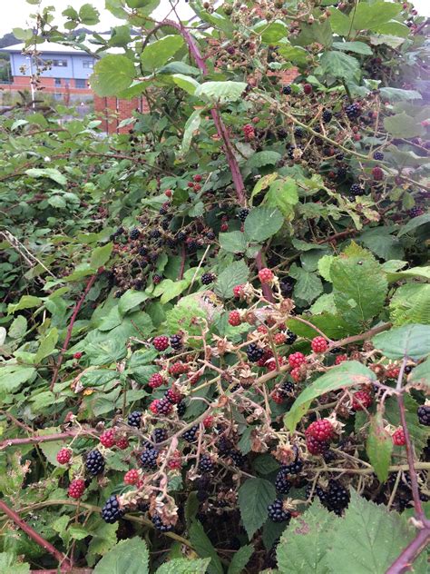 Hours may change under current circumstances Pin by Wendypope on Strawberry fields & brambles | Plants ...