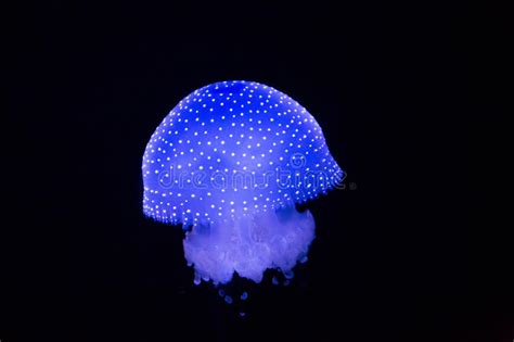Lisbon Oceanarium White Spotted Jellyfish 2 Stock Photo Image Of