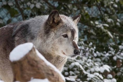 Arctic Wolf Animal Facts Canus Lupus Arcticus Az Animals
