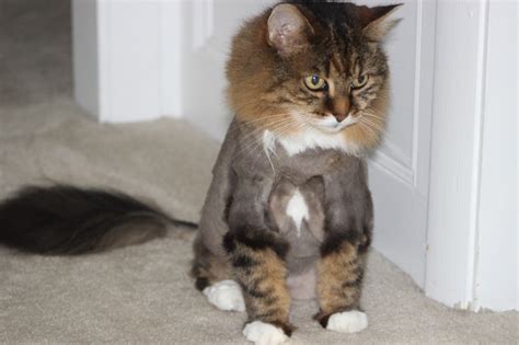 Shaved Cat Lol He Does Not Look Happy Hilarity Ensues Pinterest Shaved Cat Happy And