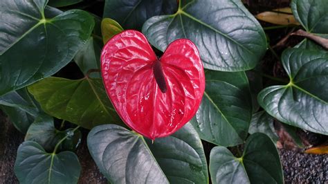The Flower Of Love Most Romantic Plants Kew