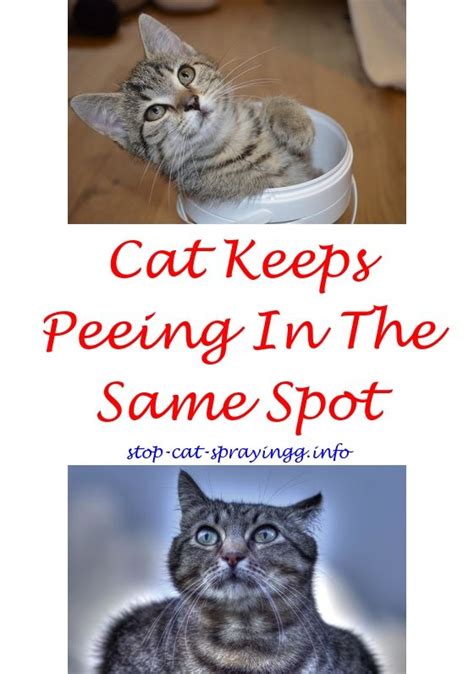 Physically, all cats can spray, male or female, altered or unaltered. Boat Trailer Plans Online | Male cat spraying, Cat pee ...
