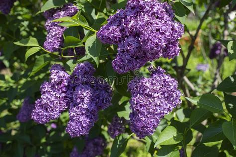 Blooming Syringa Lilac Bush Spring Bloom Seasonal Nature Photography