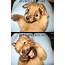 Silly Puppy  Cute Animals Puppies Funny Animal Pictures