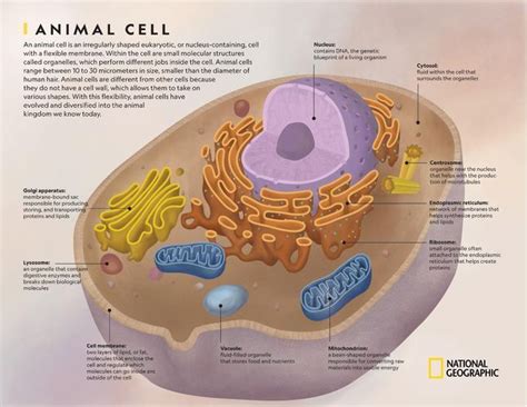 Animal Cell National Geographic Society Animal Cell Plant And
