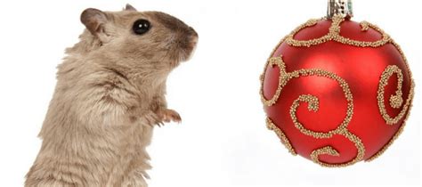 Lori has shared her tip for how to keep mice out of your home. Keeping Your Home Rodent-Free This Holiday Season | ABC Blog