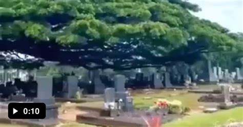 Huge Tree Over A Cemetery 9GAG