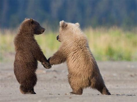 Grizzly Bear Cubs Awesomely Beautiful Cutepic