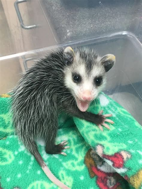Rescued Baby Opossum Says Hi Aww