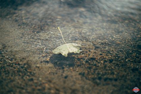 Floating Leaf Rob Moses Photography