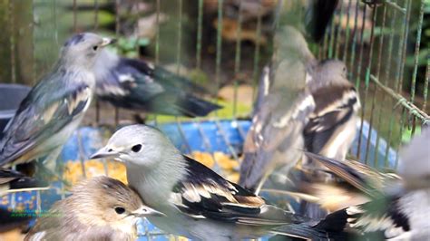 Alasannya ialah karena kenari sangat mudah diternak dan dirawat sekaligus sangat cepat burung ini asli dari asia tenggara seperti indonesia dan malaysia. Ribuan Burung dari Ekosistem Batang Toru Berakhir di Pasar ...