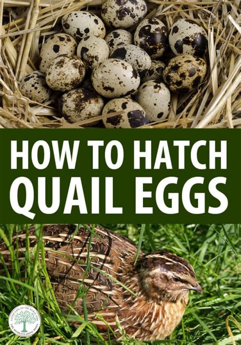 How To Hatch Quail Eggs The Homesteading Hippy