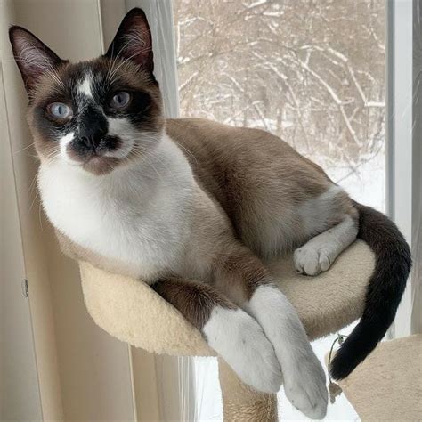 Siamese Cat With White Paws Mymoggy