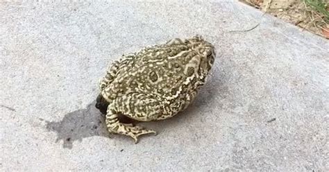 Toad Takes The Most Insanely Huge Poop Wow Video Ebaums World
