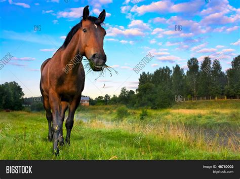 horse  pasture image photo  trial bigstock