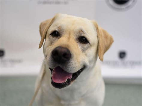 Labrador Retrievers Wag Their Tails As Most Popular Dog Breed Of 2017