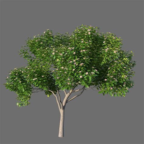 Xfrogplants Autograph Tree Clusia Rosea 3d Model Animated Cgtrader