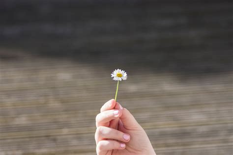 Free Images Hand Plant Leaf Flower Petal Finger Close Up Macro