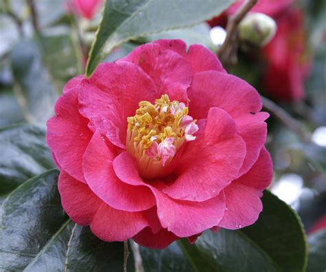 Check spelling or type a new query. Camellia / Alabama | Showy flowers, Alabama state, Camellia