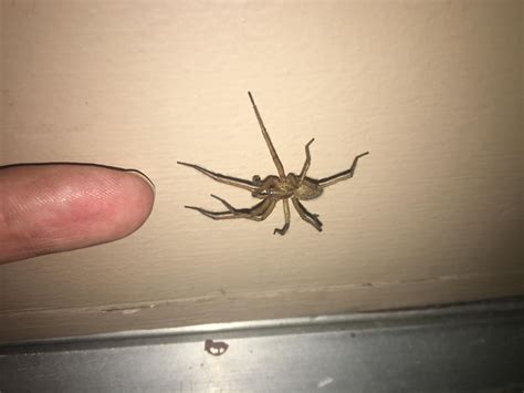 Largest Hobo Spider Ive Seen Found In Northern Utah Rspiders