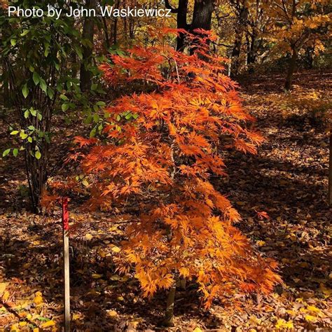 Acer Japonicum Green Cascade Japanese Maple Japanese Maple