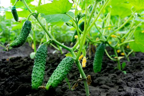 the 7 secrets to growing cucumbers how to grow an incredible crop