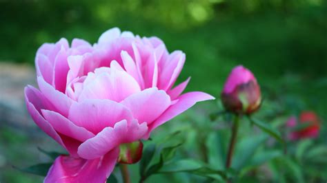 Maybe you would like to learn more about one of these? Download Wallpaper 1920x1080 peony, petals, bud, flower ...