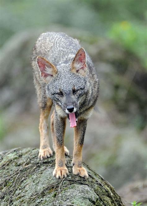 Sechuran Fox Lycalopex Sechurae Wild Dogs Wolf Dog Bat Eared Fox