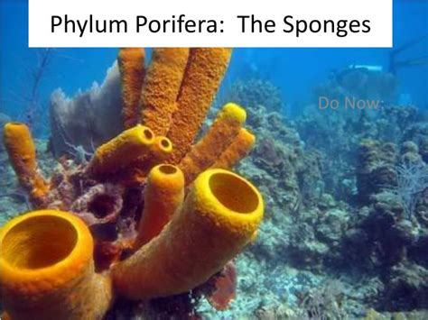 Ppt Phylum Porifera The Sponges Powerpoint Presentation Free