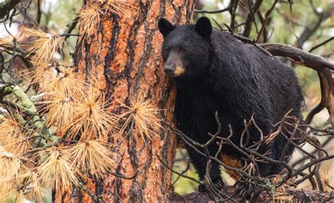 Black Bears In Colorado