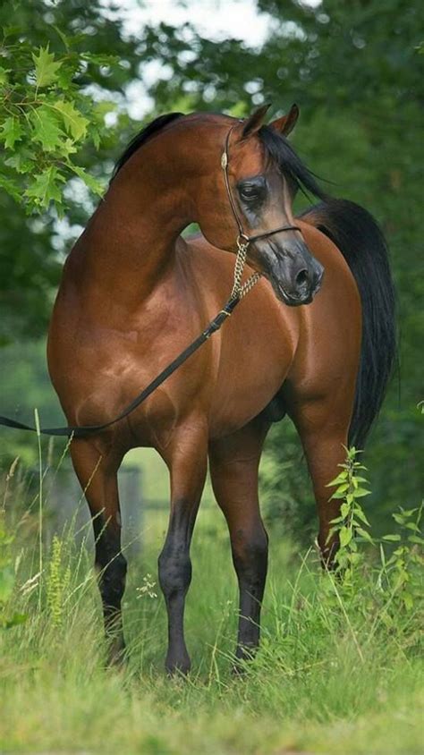 Bay Arabian Stallion Horses Horse Breeds Pretty Horses