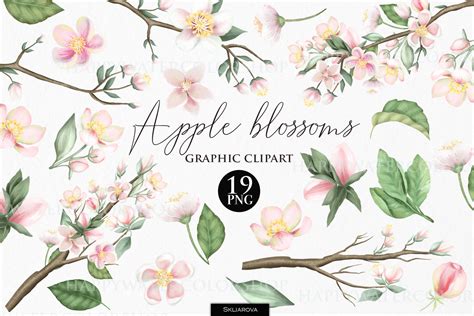 Apple Blossoms Clipart Graphic By Happywatercolorshop · Creative Fabrica