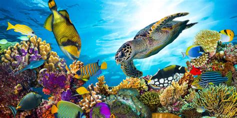 8 Smartest Animal Species In The Ocean Deepdive
