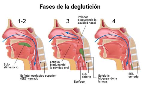 A Epiglote Fecha A Laringe Durante A
