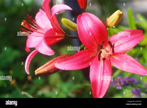 Plant Nature Flower Lilies Hi Res Stock Photography And Images Alamy