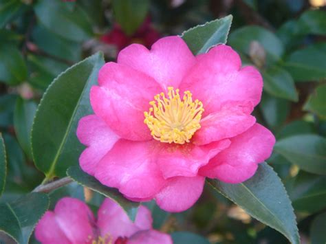 As summer fades and the leaves begin to turn, this camellia opens, with aplomb, the camellia season. Crabapple LandscapExperts: Treat Yellowing Leaves on Broad ...