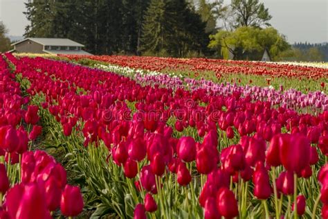 Woodburn Oregon Tulip Fields Stock Photo Image Of Close Ornamental