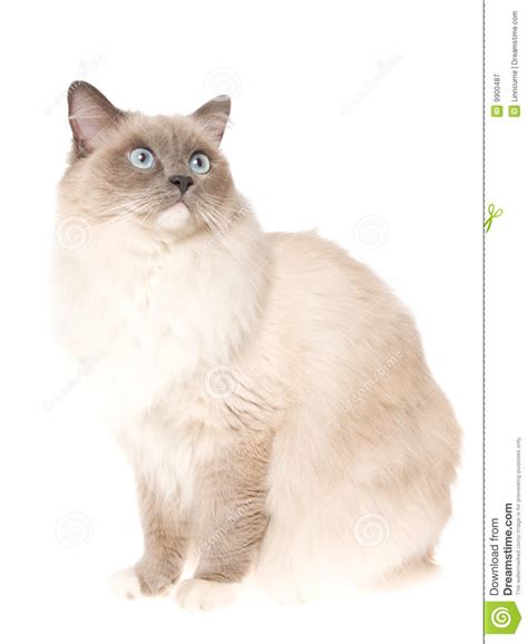 Ragdoll Cat Clipart 20 Free Cliparts Download Images On Clipground 2023