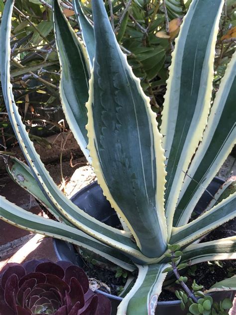 Mycactusplants san diego, ca provides rare and exotic cactus plants, indoor cactus plants. Agave plant for Sale in San Diego, CA - OfferUp